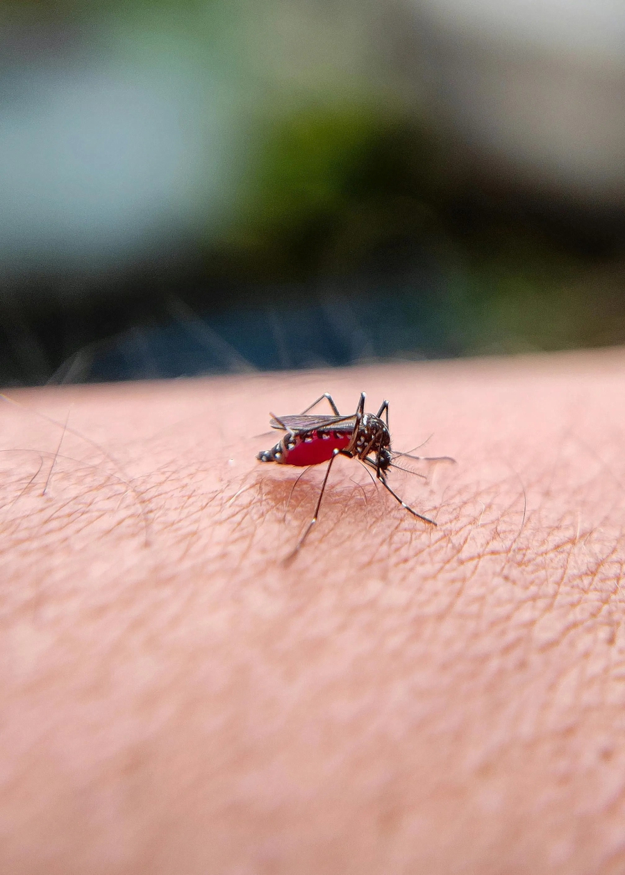 SESAB destaca queda histórica nos casos de dengue na Bahia em 2025