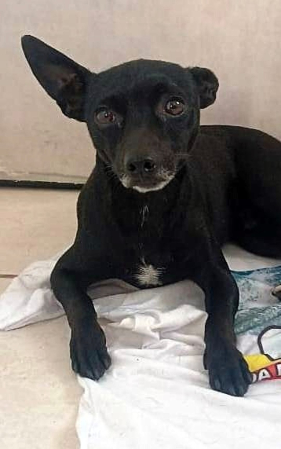 Moradores da Pituba buscam tutor de cachorro encontrado assustado sob carro