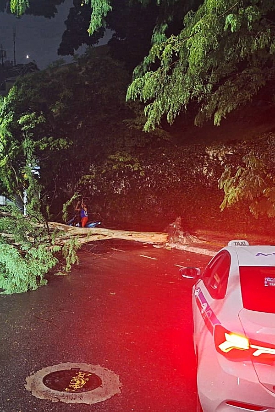 Árvore cai no Alto do Itaigara após madrugada de chuva intensa e complica trânsito nesta terça (3)
